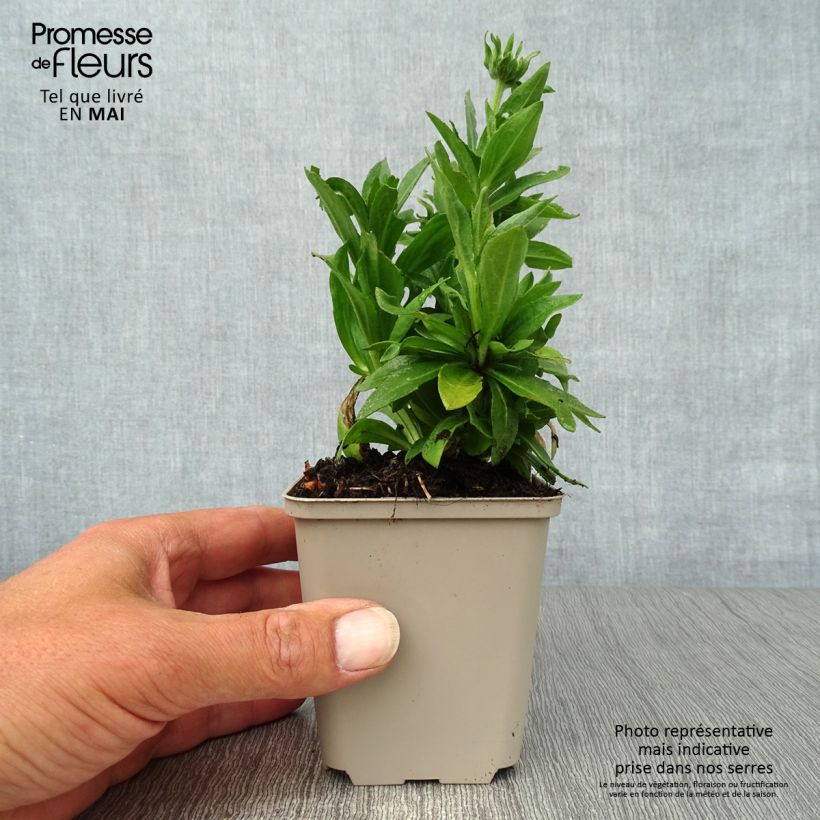 Exemplaar van Helenium Short'n Sassy - Zonnekruid Kweekpotje van 8/9 cm zoals geleverd in de lente