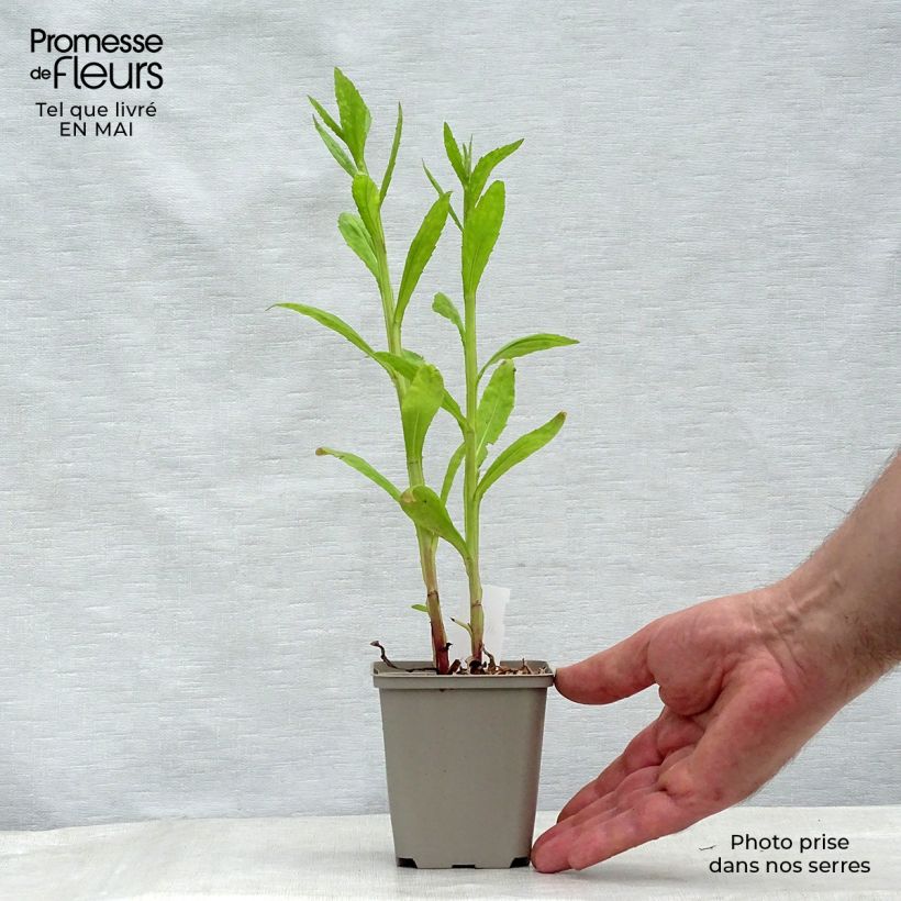 Exemplaar van Helenium Tie Dye - Zonnekruid Kweekpotje van 8/9 cm zoals geleverd in de lente