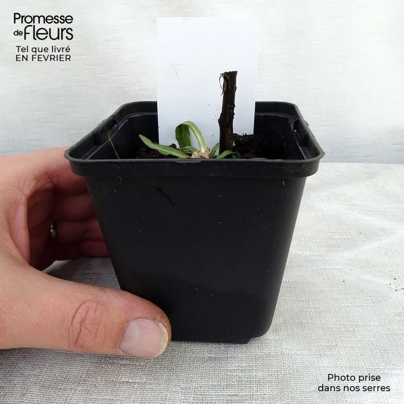 Exemplaar van Helenium Tijuana Brass - Zonnekruid Kweekpotje van 8/9 cm zoals geleverd in de winter