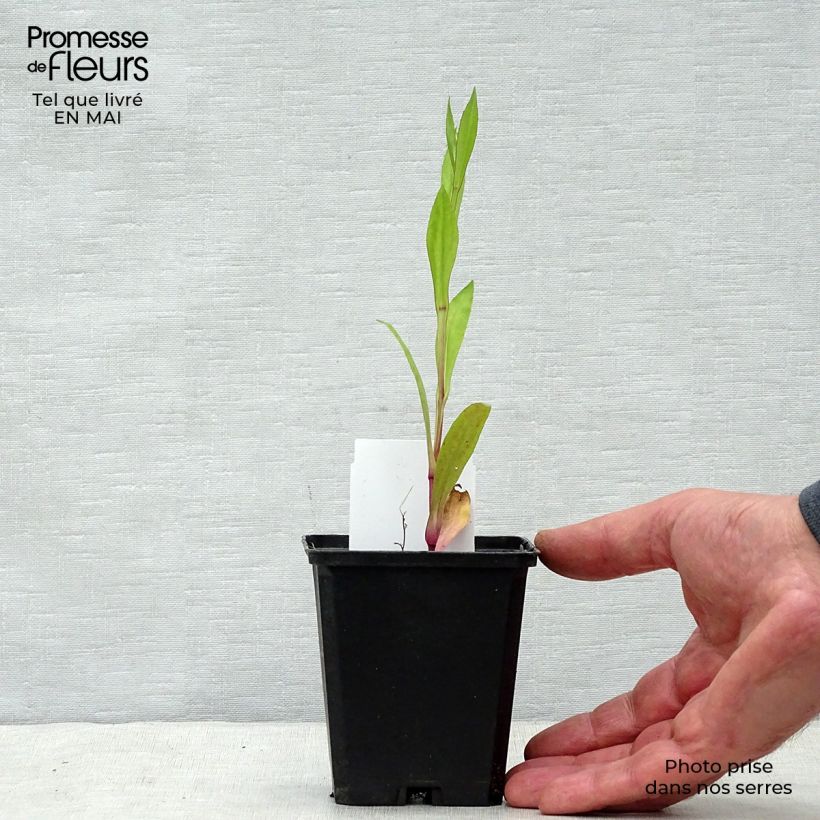 Exemplaar van Helenium Tijuana Brass - Zonnekruid Kweekpotje van 8/9 cm zoals geleverd in de lente