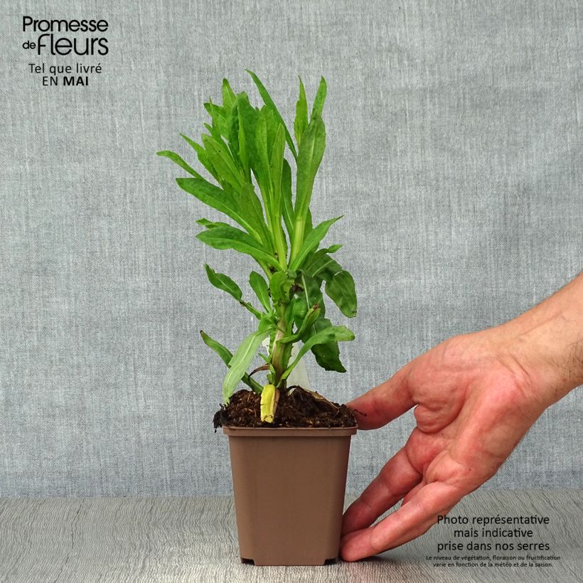 Exemplaar van Helenium Waltraut - Zonnekruid Kweekpotje van 8/9 cm zoals geleverd in de lente