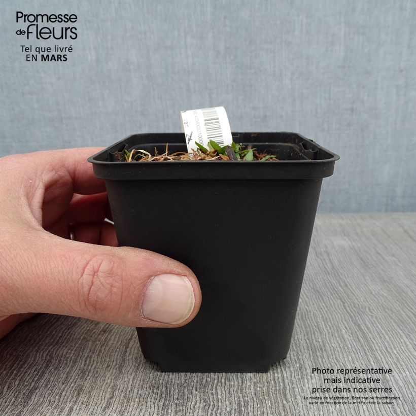 Exemplaar van Helenium automnale Zimbelstern - Zonnekruid Kweekpotje van 8/9 cm zoals geleverd in de winter