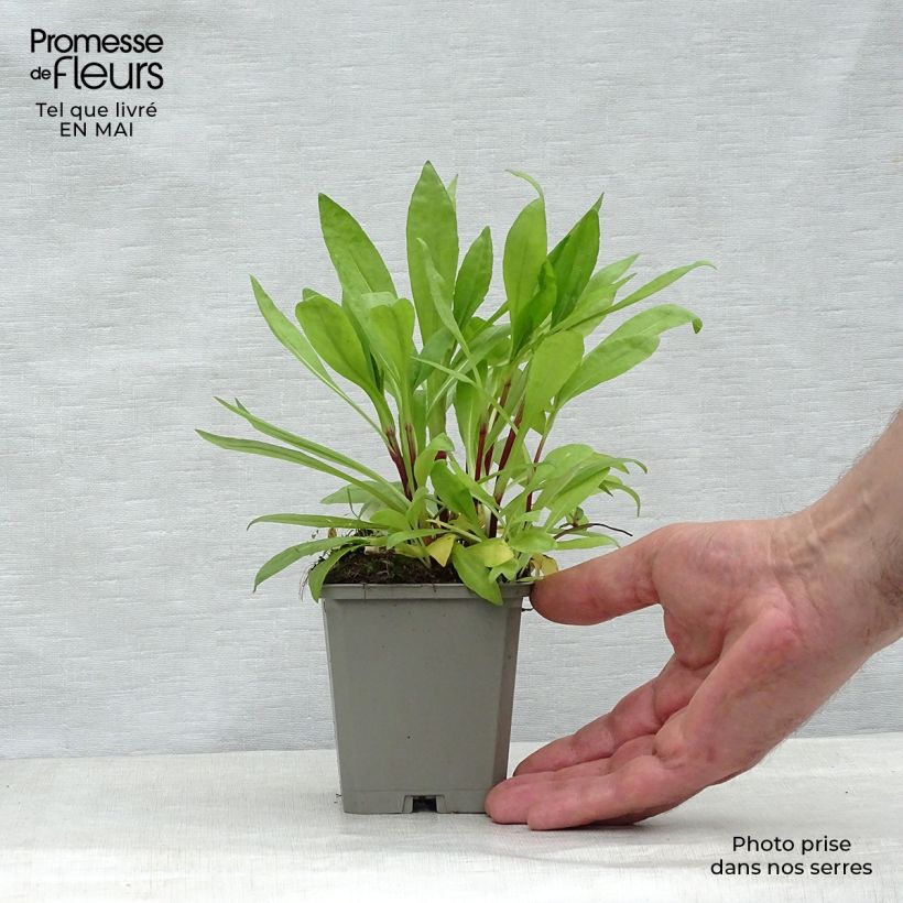 Exemplaar van Helenium autumnale Pumilum Magnificum - Zonnekruid Kweekpotje van 8/9 cm zoals geleverd in de lente