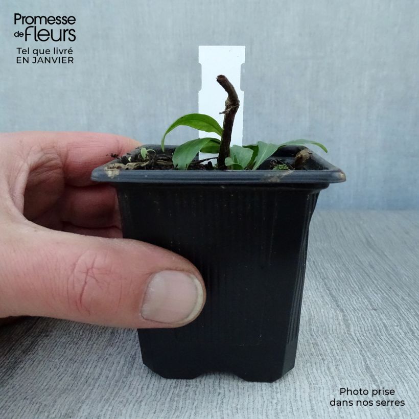 Example of Helenium autumnale Pumilum Magnificum - Zonnekruid Kweekpotje van 8/9 cm as you get in hiver