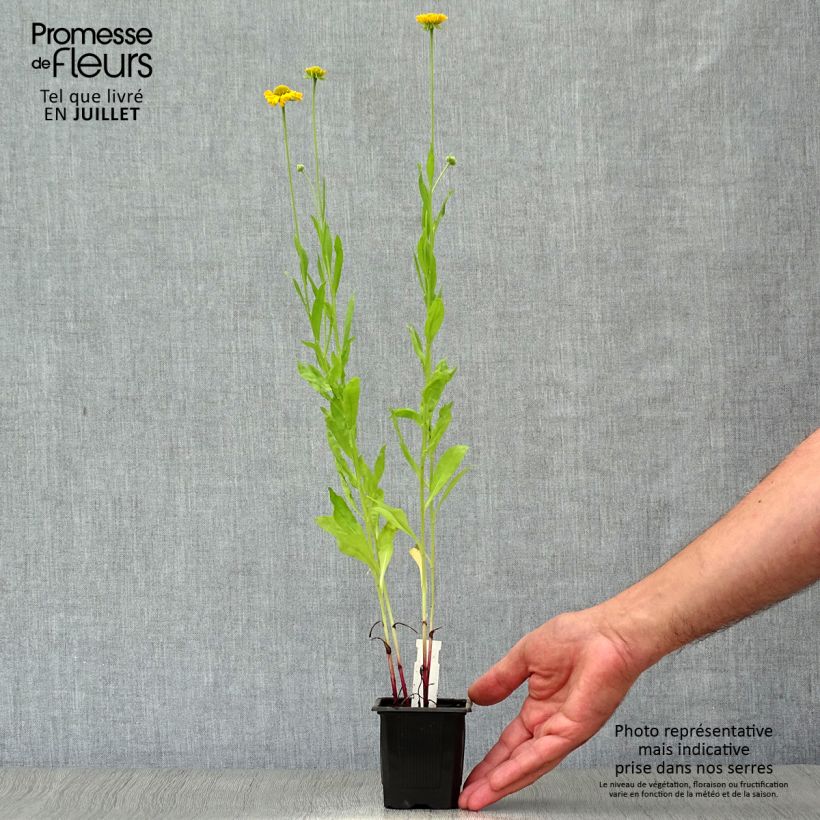Exemplaar van Helenium autumnale Pumilum Magnificum - Zonnekruid Kweekpotje van 8/9 cm zoals geleverd in de zomer