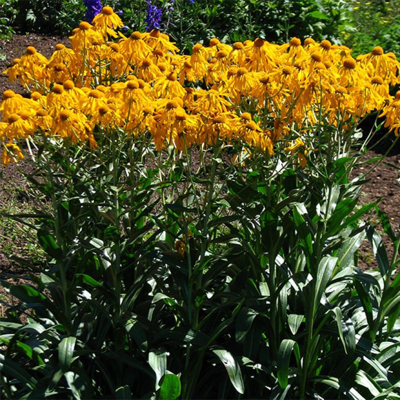 Helenium hoopesii - Zonnekruid (Plant habit)