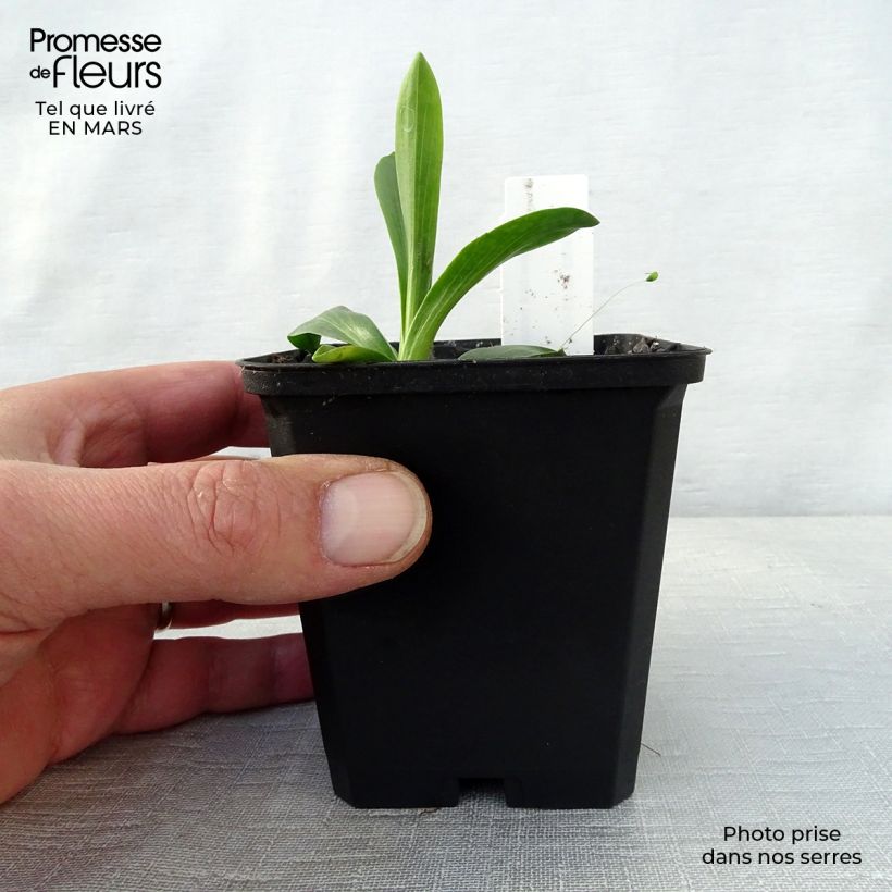 Exemplaar van Helenium hoopesii - Zonnekruid Kweekpotje van 8/9 cm zoals geleverd in de lente