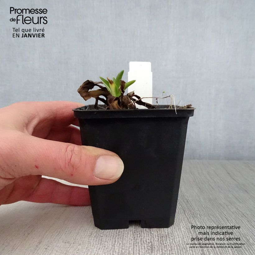 Example of Hélénium hoopesii - Hélénie de Hoopes Kweekpotje van 8/9 cm as you get in hiver