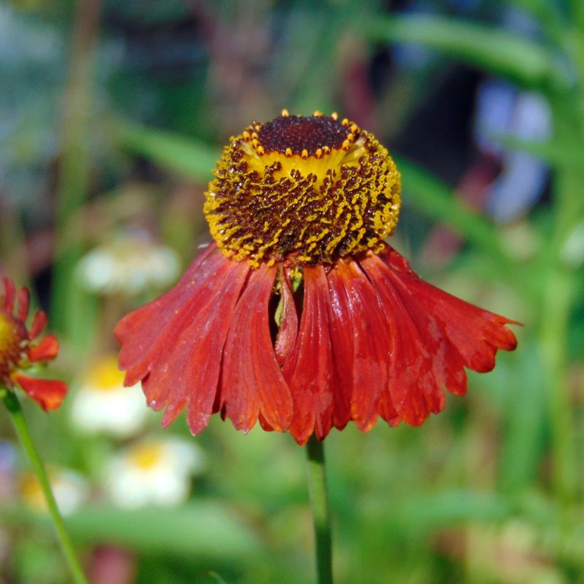 Helenium Moerheim Beauty - Zonnekruid (Flowering)