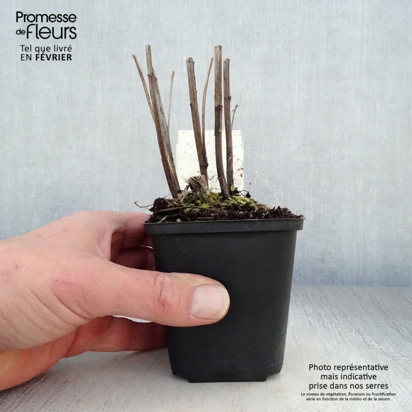 Example of Helenium Moerheim Beauty - Zonnekruid Kweekpotje van 8/9 cm as you get in hiver