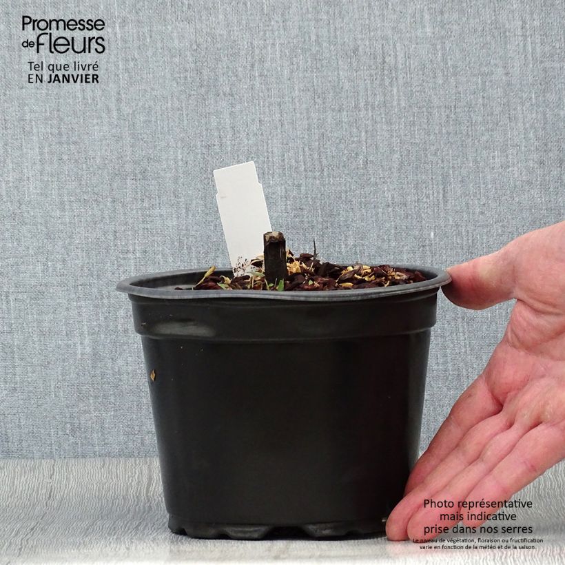 Example of Helenium Moerheim Beauty - Zonnekruid Pot van 2 l/3 l as you get in hiver