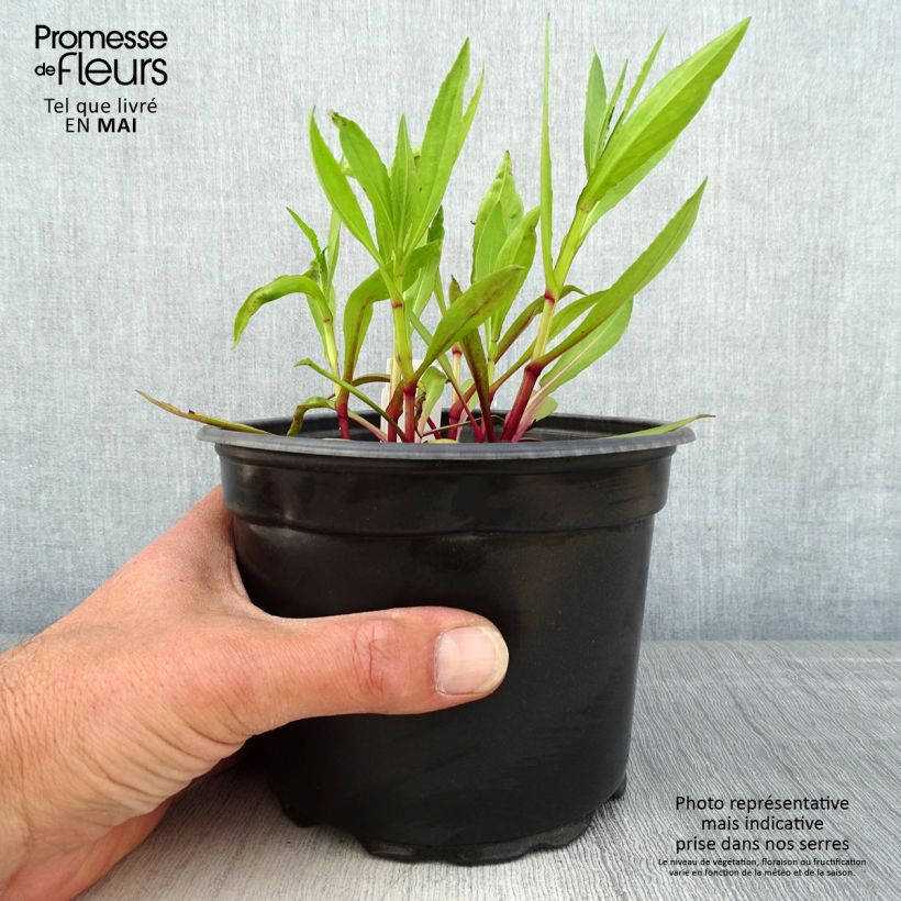 Exemplaar van Helenium Moerheim Beauty - Zonnekruid Pot van 2 l/3 l zoals geleverd in de lente