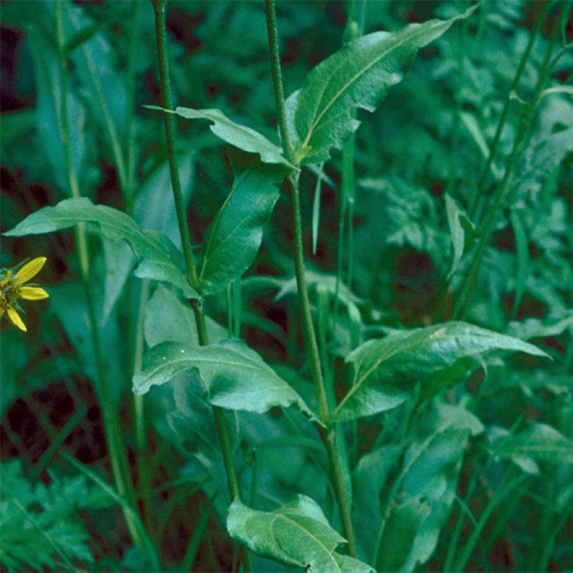 Helianthella quinquenervis - Kleine zonnebloem (Blad)