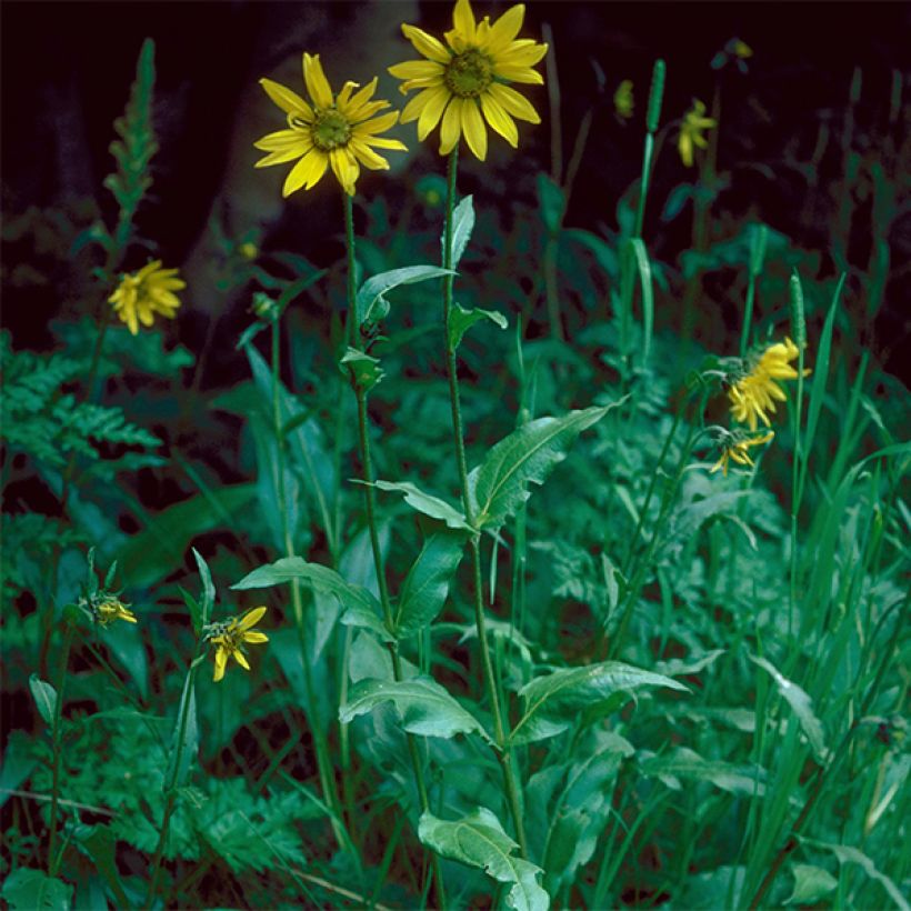 Helianthella quinquenervis - Kleine zonnebloem (Groeiplaats)