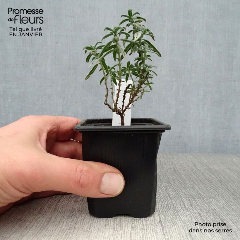 Example of Helianthemum Raspberry Ripple - Zonneroosje Kweekpotje van 8/9 cm as you get in hiver