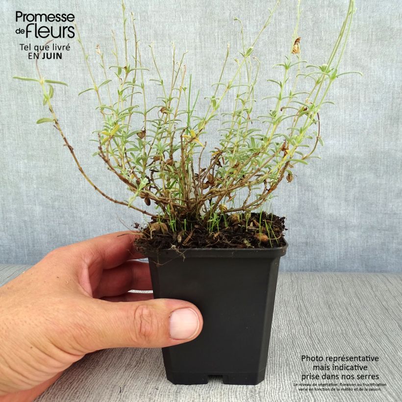 Exemplaar van Helianthemum Wisley Primrose - Zonneroosje Kweekpotje van 8/9 cm zoals geleverd in de zomer