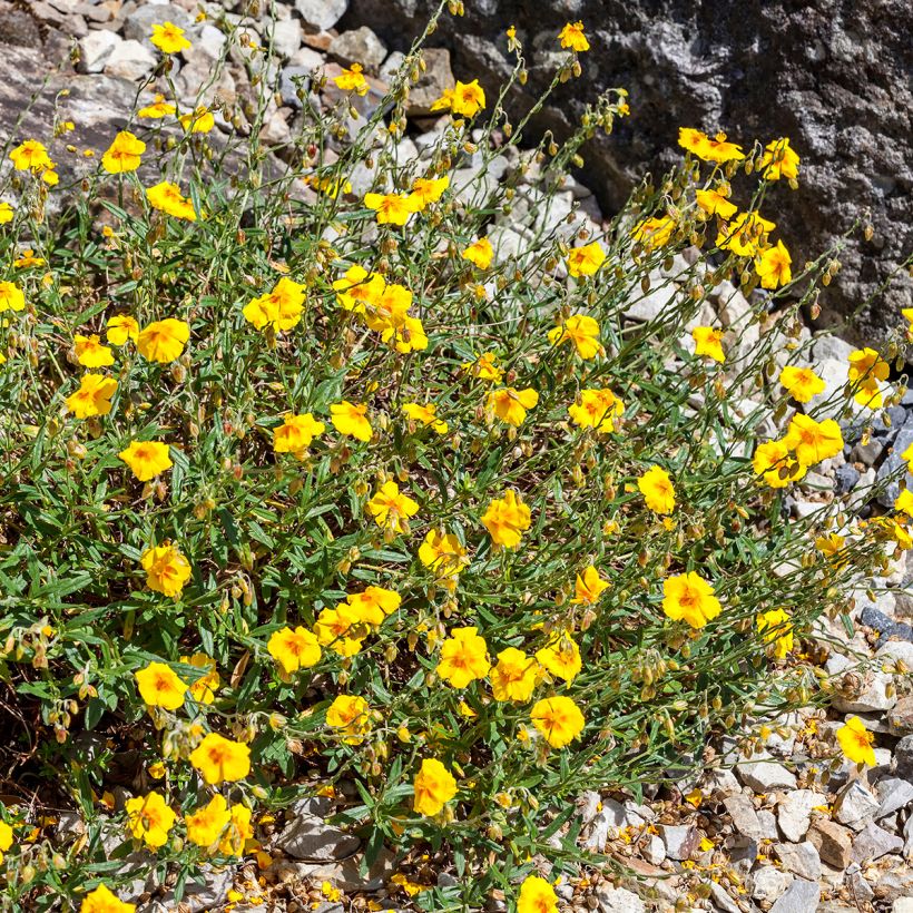 Helianthemum Ben Fhada - Zonneroosje (Groeiplaats)