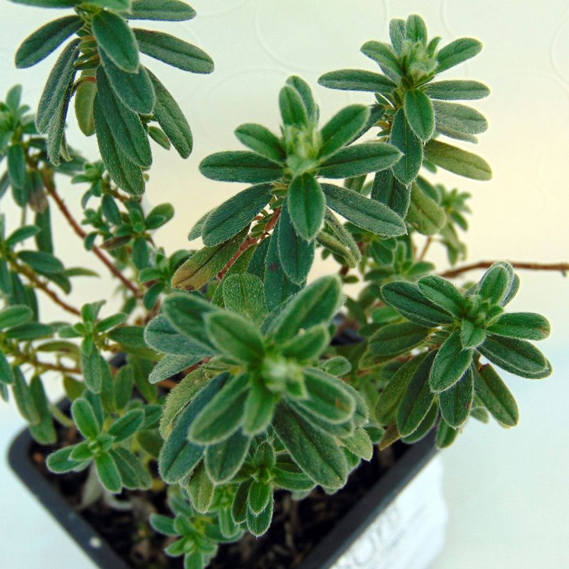 Helianthemum Ben Fhada - Zonneroosje (Foliage)