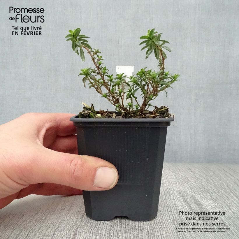 Example of Helianthemum Ben Fhada - Zonneroosje Kweekpotje van 7/8 cm as you get in hiver