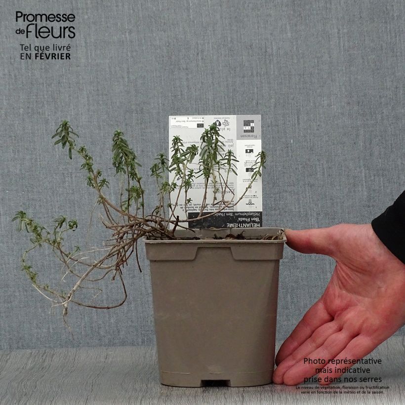 Example of Helianthemum Ben Fhada - Zonneroosje Pot van 2 l/3 l as you get in hiver