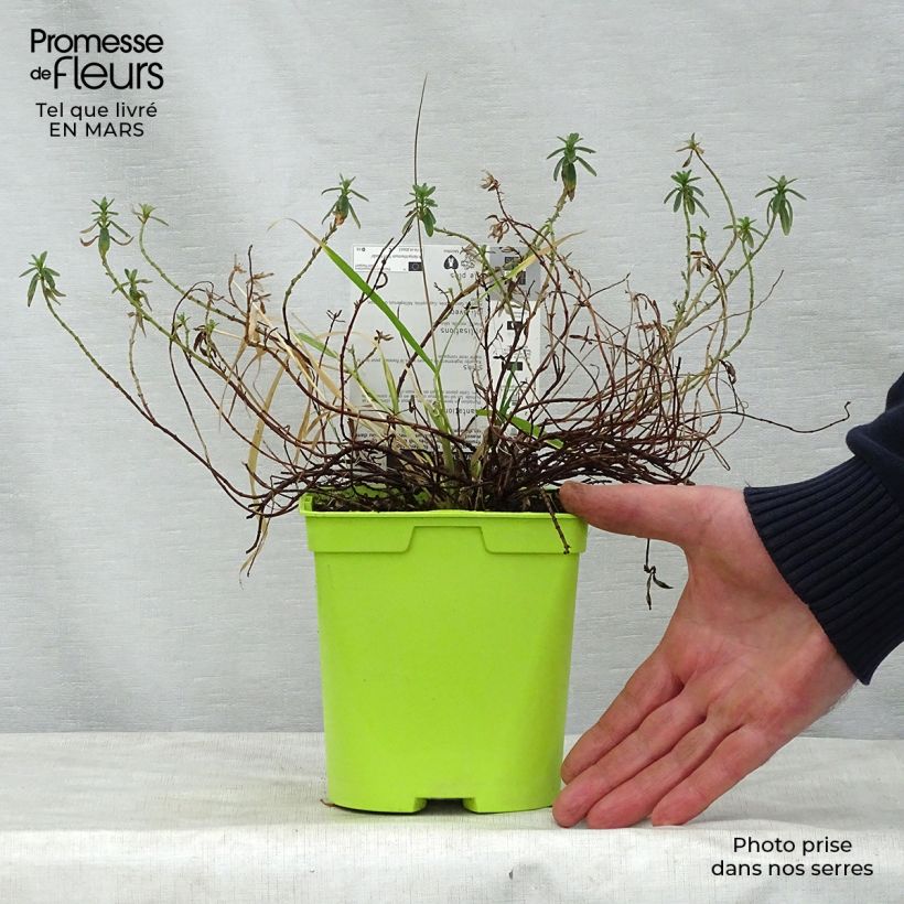 Exemplaar van Helianthemum Ben Fhada - Zonneroosje Pot van 2 l/3 l zoals geleverd in de lente