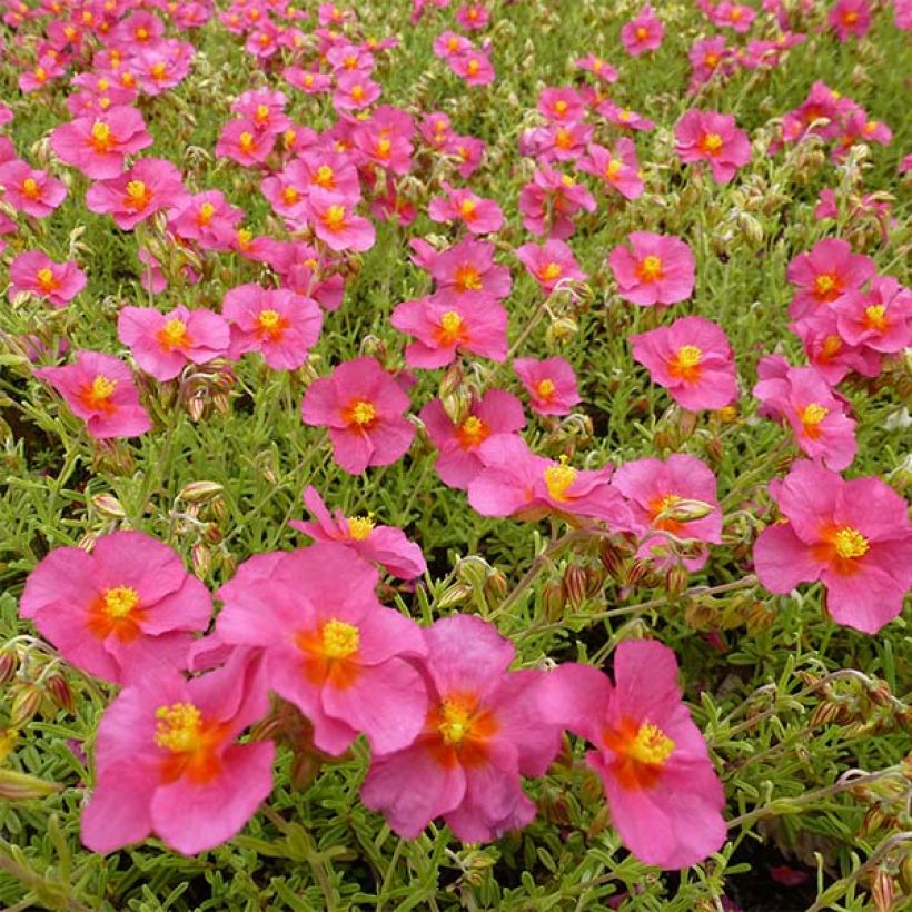 Helianthemum Ben Hope - Zonneroosje (Flowering)