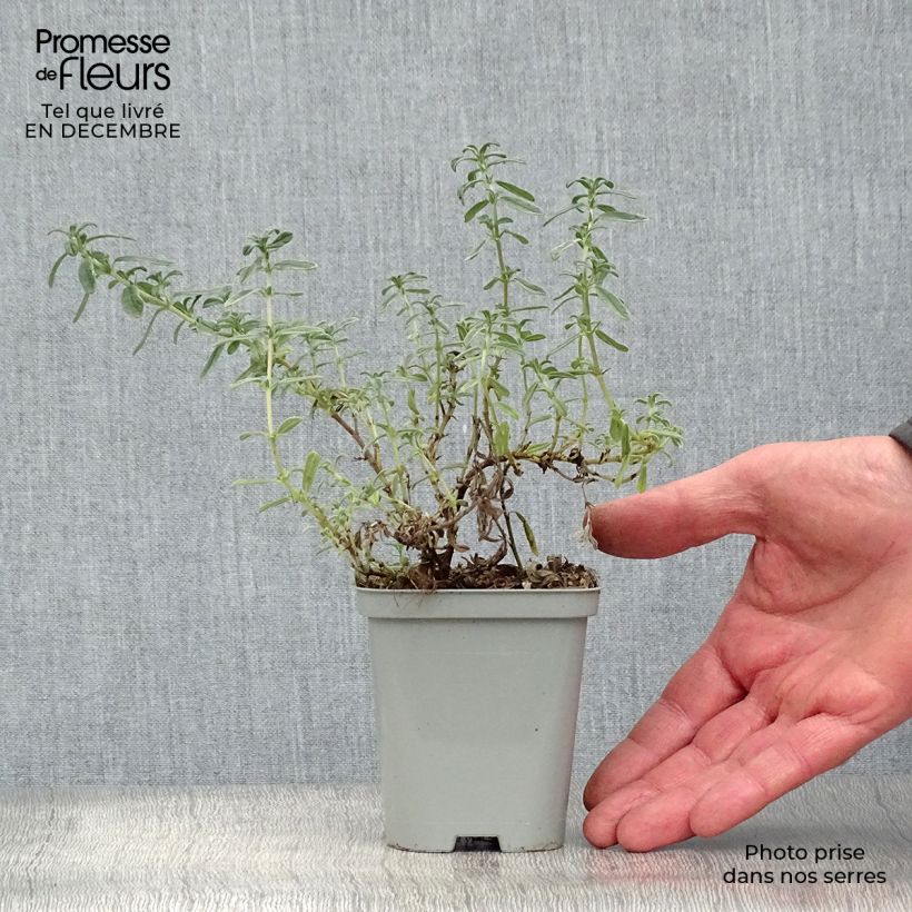 Example of Helianthemum Ben Hope - Hélianthème rose carminé. Kweekpotje van 8/9 cm as you get in hiver