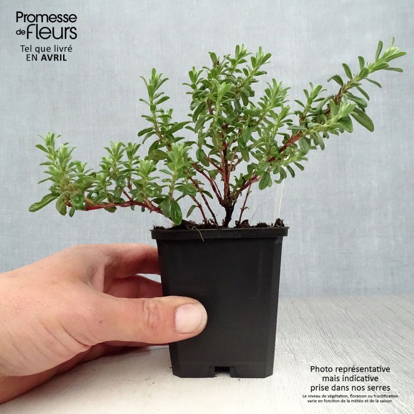 Exemplaar van Helianthemum Ben Hope - Zonneroosje Kweekpotje van 8/9 cm zoals geleverd in de lente