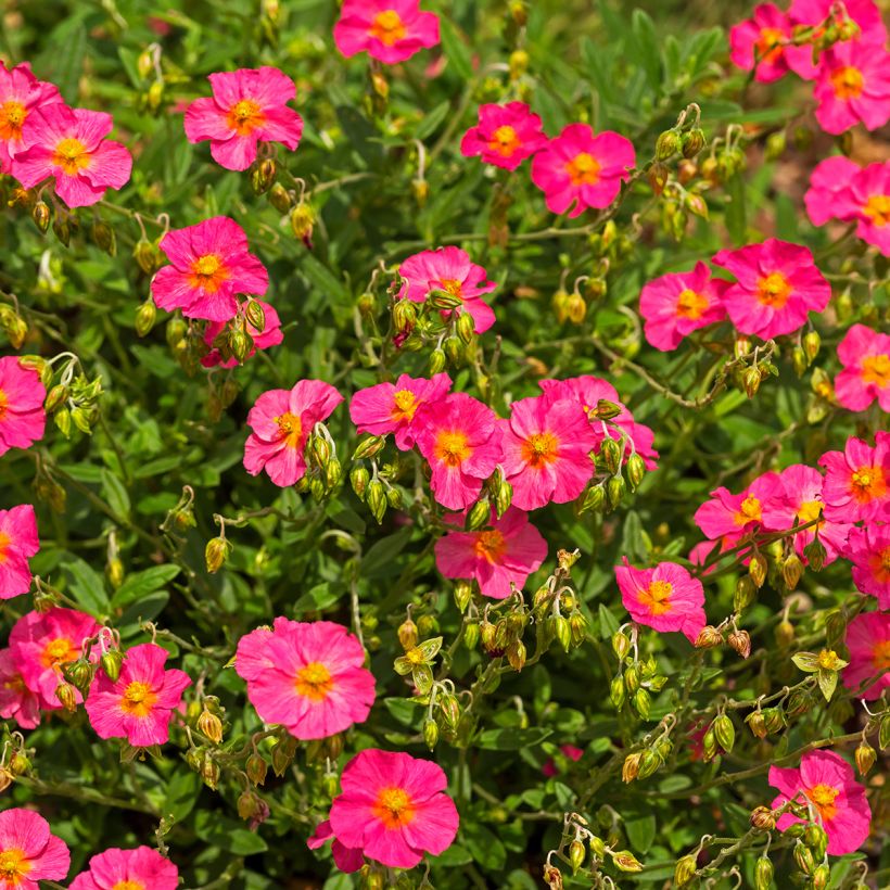 Helianthemum Ben Hope - Zonneroosje (Groeiplaats)