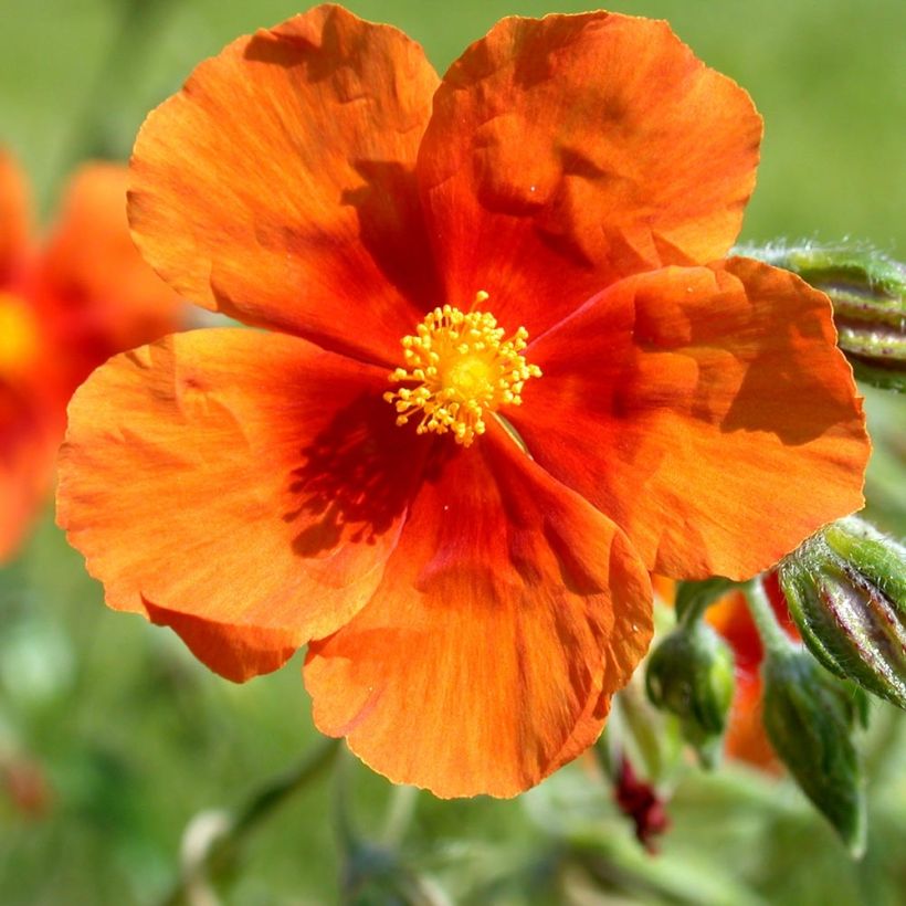 Helianthemum Bronzeteppich - Zonneroosje (Flowering)
