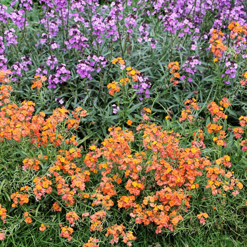 Helianthemum Bronzeteppich - Zonneroosje (Groeiplaats)