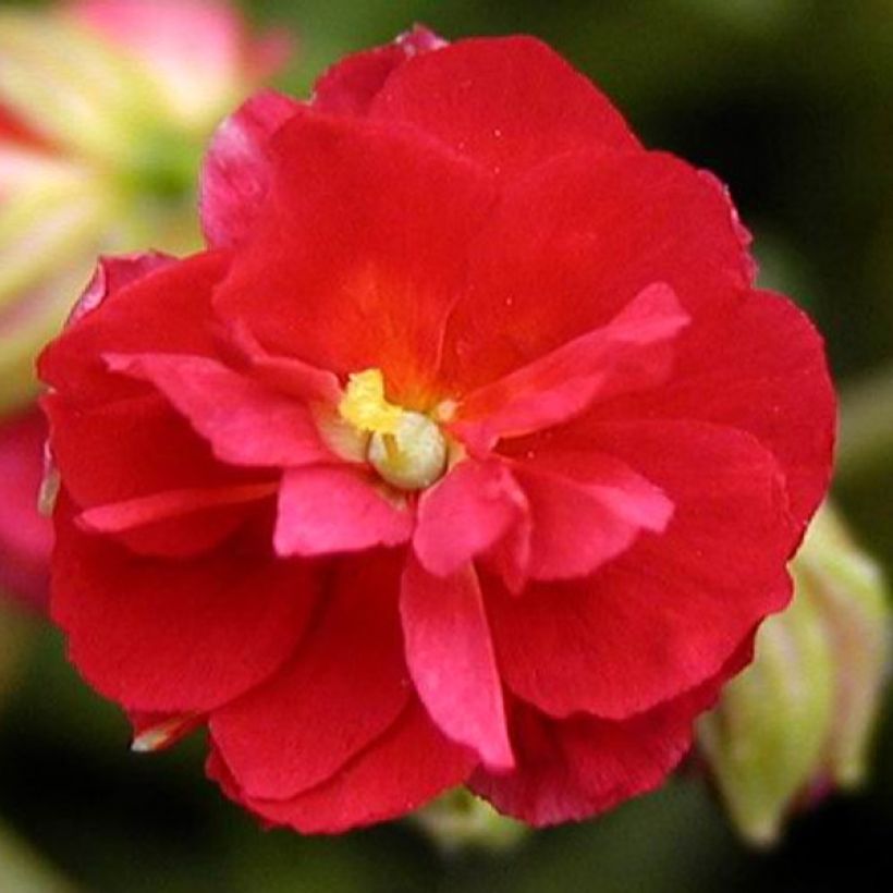 Helianthemum Cerise Queen - Zonneroosje (Flowering)