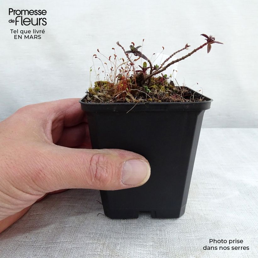 Exemplaar van Helianthemum Elfenbeinglanz - Zonneroosje Kweekpotje van 8/9 cm zoals geleverd in de lente