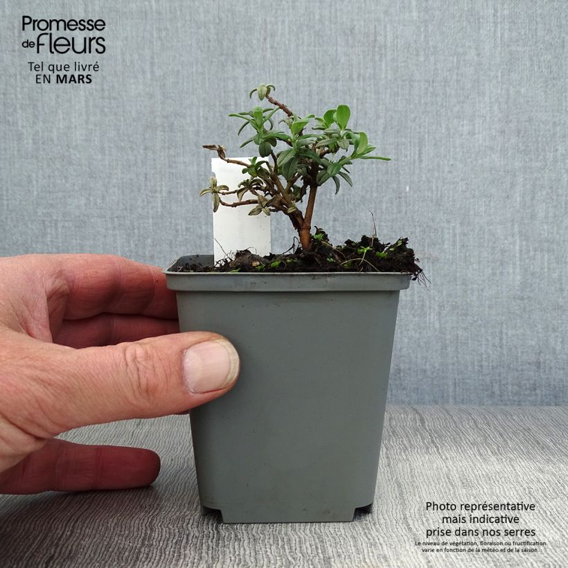 Exemplaar van Helianthemum Fire Dragon - Zonneroosje Kweekpotje van 8/9 cm zoals geleverd in de lente