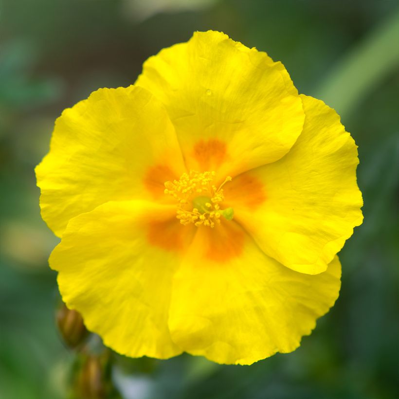 Helianthemum Golden Queen - Zonneroosje (Bloei)