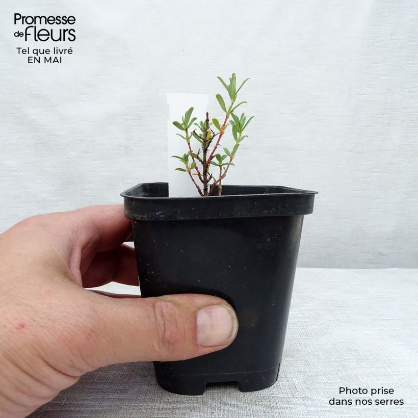 Exemplaar van Helianthemum Hartswood Ruby - Zonneroosje Kweekpotje van 7/8 cm zoals geleverd in de lente