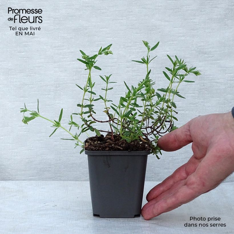 Exemplaar van Helianthemum Lawrensons Pink - Zonneroosje Kweekpotje van 8/9 cm zoals geleverd in de lente