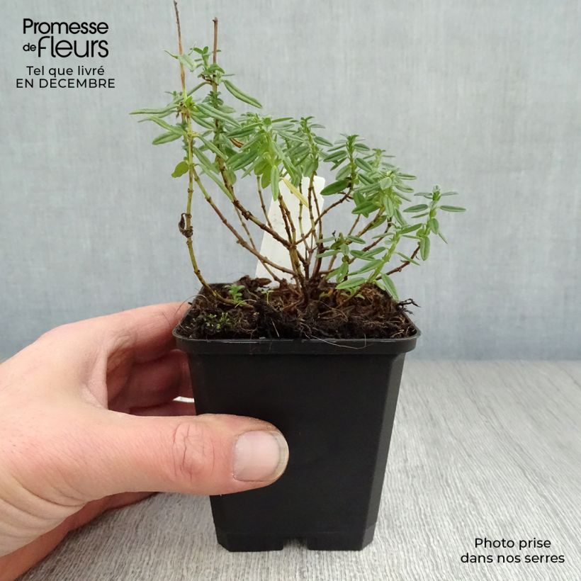 Example of Helianthemum Lawrenson's Pink - Hélianthème rose et jaune Kweekpotje van 8/9 cm as you get in hiver