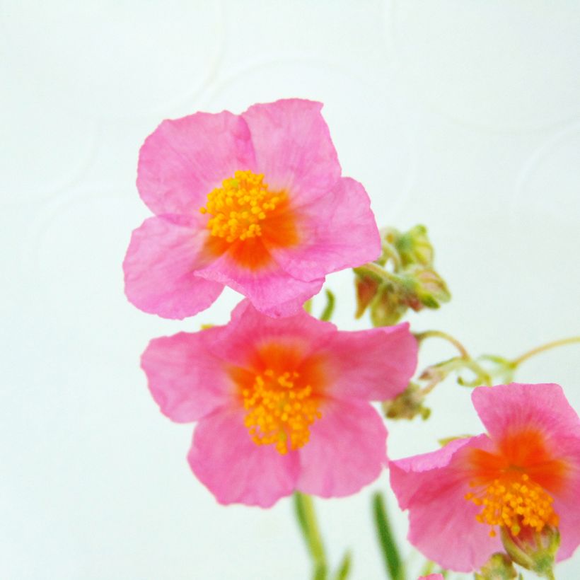 Helianthemum Lawrensons Pink - Zonneroosje (Flowering)