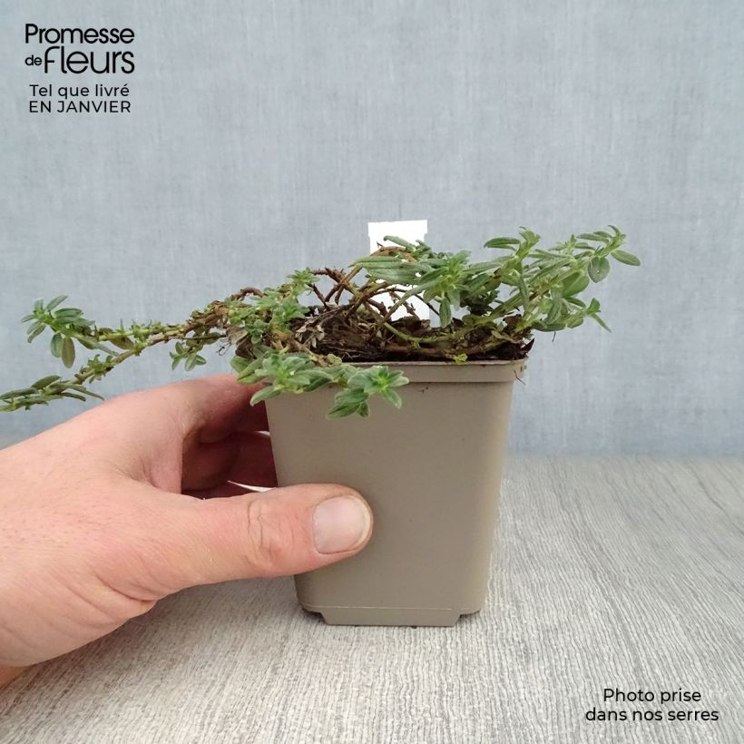 Example of Helianthemum Orange Double - Hélianthème  Kweekpotje van 8/9 cm as you get in hiver