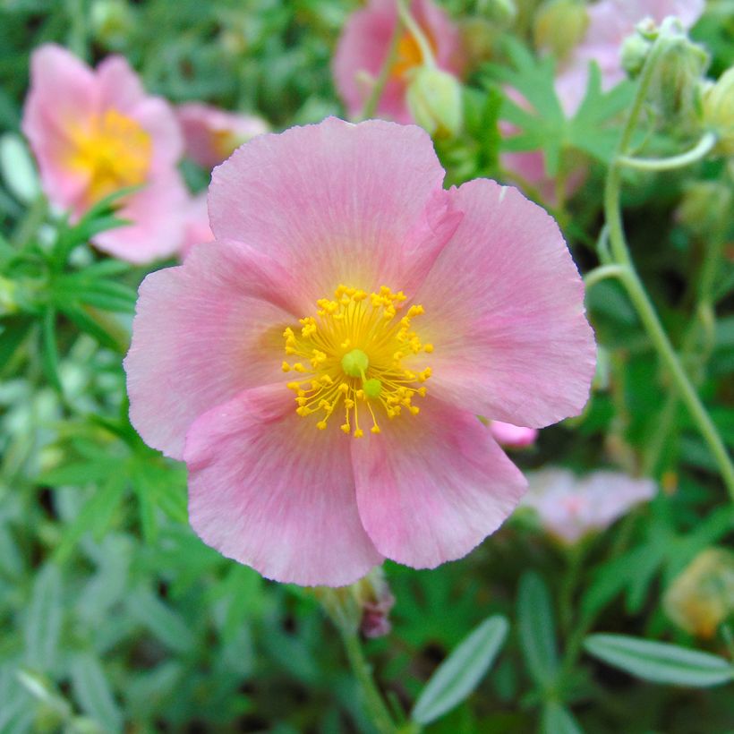 Helianthemum Rhodanthe Carneum - Zonneroosje (Flowering)