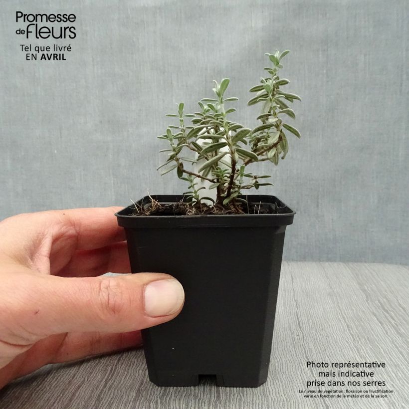 Exemplaar van Helianthemum Rhodanthe Carneum - Zonneroosje Kweekpotje van 8/9 cm zoals geleverd in de lente