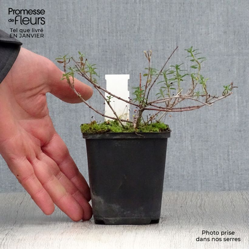 Example of Helianthemum Sulphureum Plenum Kweekpotje van 8/9 cm as you get in hiver