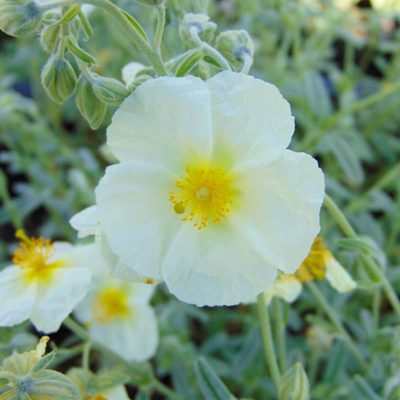 Helianthemum The Bride - Zonneroosje (Flowering)