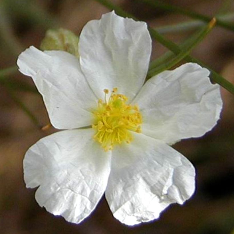 Helianthemum apenninum - Wit zonneroosje (Flowering)