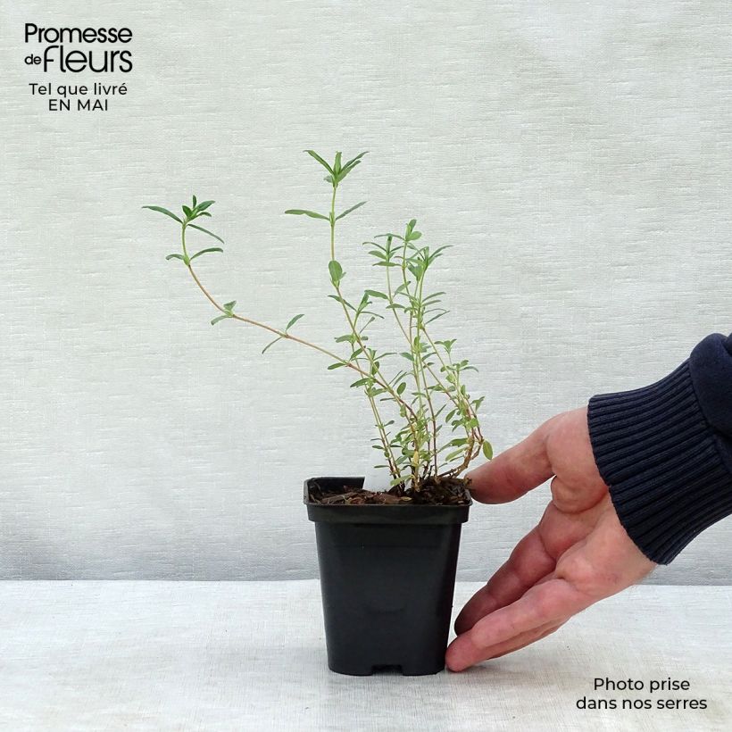 Exemplaar van Helianthemum Sulphureum Plenum - Zonneroosje Kweekpotje van 8/9 cm zoals geleverd in de lente