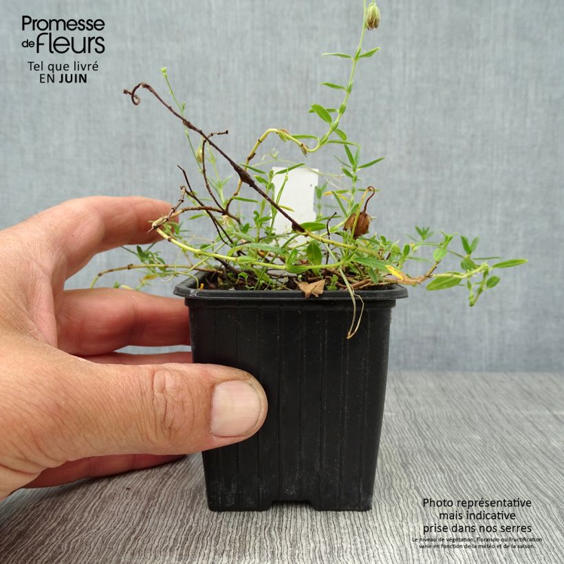 Exemplaar van Helianthemum nummularium - Geel zonneroosje Kweekpotje van 8/9 cm zoals geleverd in de zomer