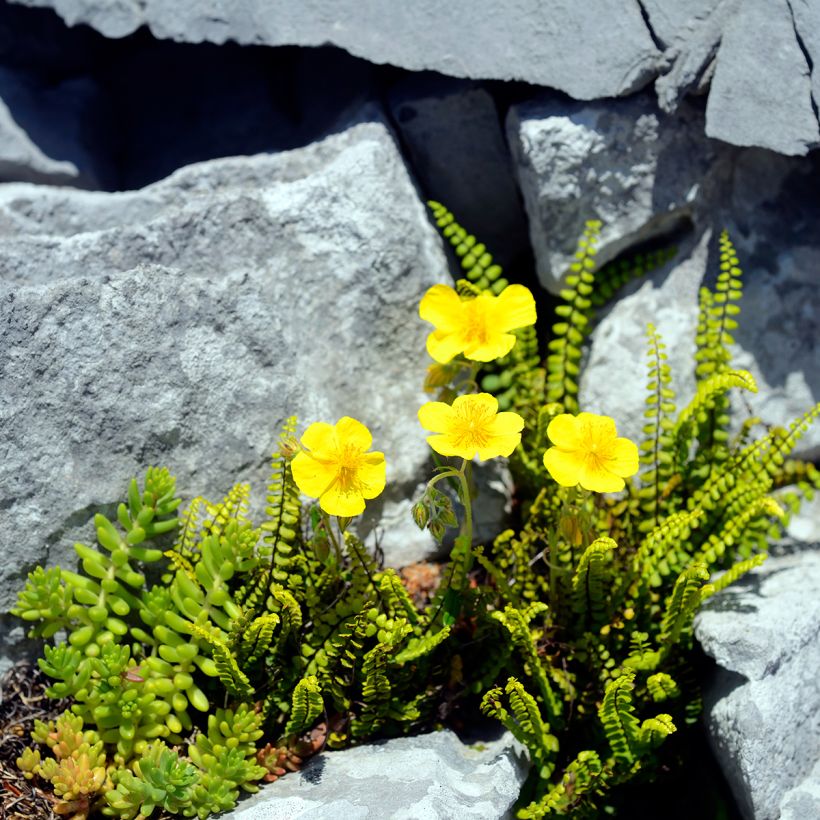 Helianthemum nummularium - Geel zonneroosje (Groeiplaats)