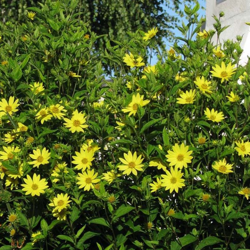 Helianthus Lemon Queen - Vaste zonnebloem (Plant habit)