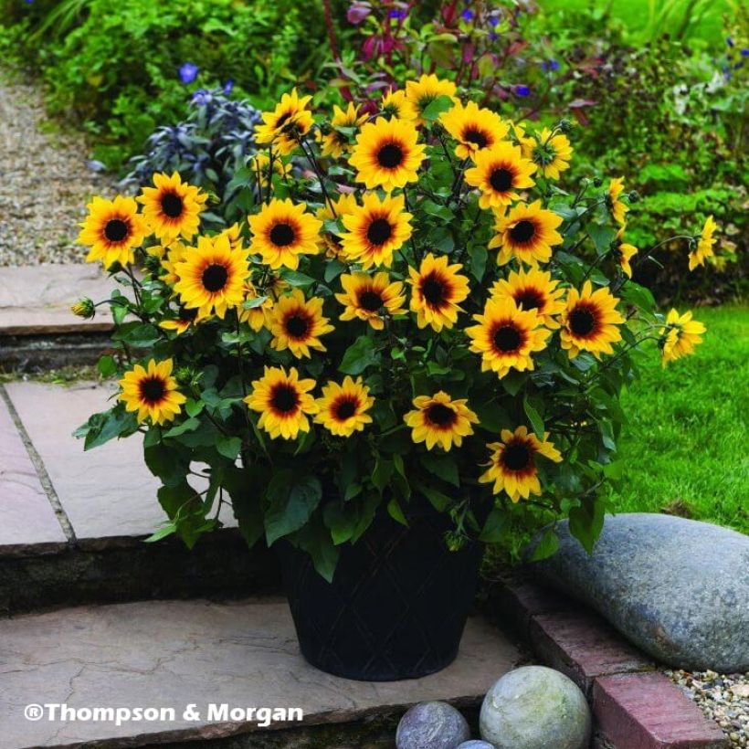 Zonnebloem Sunbelievable Brown Eyed Girl - Helianthus (Plant habit)